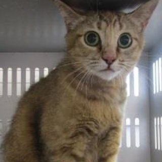 里親決定！！家族ができました(*´▽｀*)