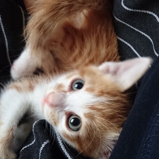 生後約2ヶ月子猫の里親募集