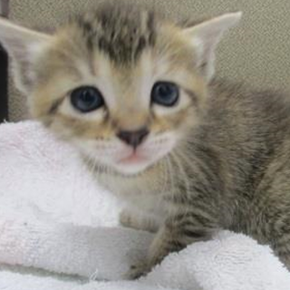 里親決定！！お迎えありがとうございました(^^♪