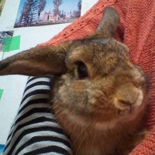 とみちゃんの新しいお家が決まりました