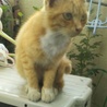 あにゃあさん