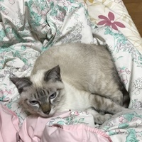 小梅