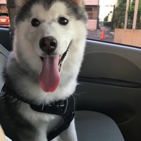 シチュー