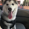 シチュー