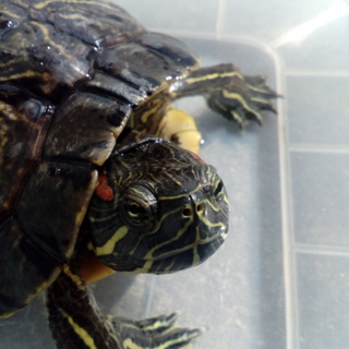 里親さん急募！保護中のミドリガメ