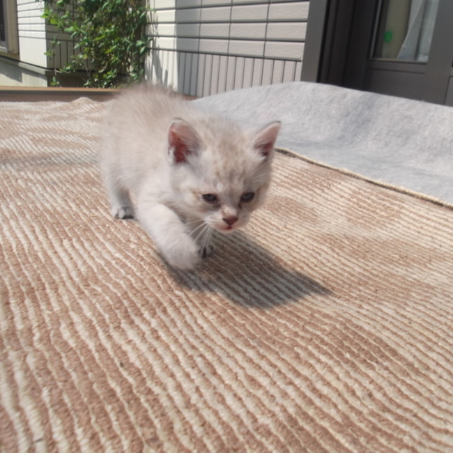 ちくわ0514のカバー写真