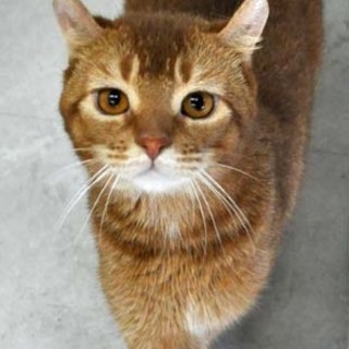 アメリカンカールとアビシニアンのミックス★アレン君