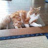 ポテト