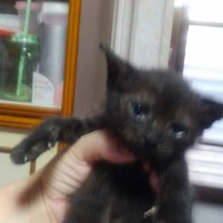 子猫１ヶ月女の子２匹