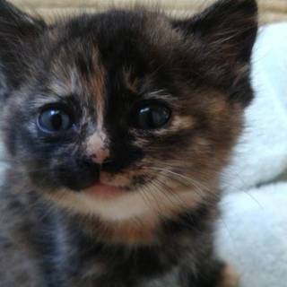 サビ柄の生後1ヵ月の子猫(メス)です。