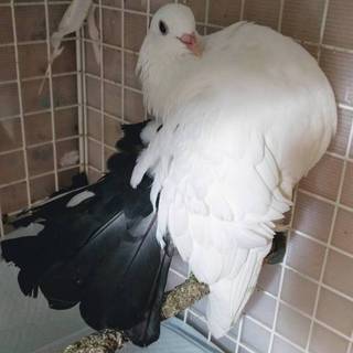 ファンテール(孔雀鳩)３羽の里親様募集