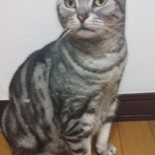 アメショー純血 7歳 女の子 里親さん決定！