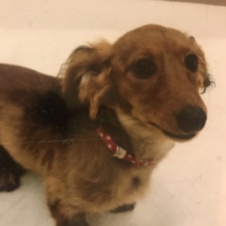 里親募集 可愛がってくれる方お願いします