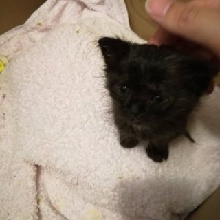 黒猫_生後一か月くらいの子猫
