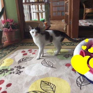 仲良し兄妹♡きなこ＆おはぎ♡♡