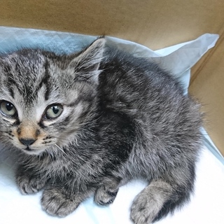 保護猫(骨盤骨折)/106ジュム