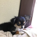 チワワ