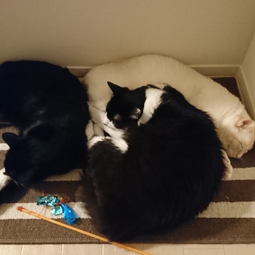 おーい！玄関マットを勝手に(！)運んで、みんなでくつろぐのはなぜなんだーい？絶対に何かしらを敷いて寝たいタイプ…(笑)