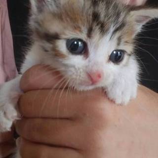 キジ白子猫ちゃん