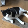 うちの、初めて飼った猫 コテツです。