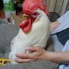 生後半年のニワトリ（オス）です！ サムネイル3