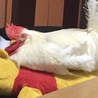 生後半年のニワトリ（オス）です！ サムネイル4