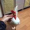 生後半年のニワトリ（オス）です！ サムネイル5