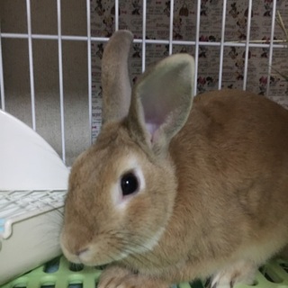 保護うさぎ/66ムーくん