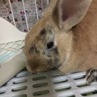 保護うさぎ/68番 