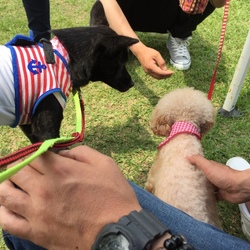 「犬がいっぱい」サムネイル1