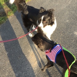 「犬がいっぱい」サムネイル2