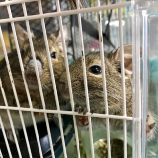 デグーマウス アグーチパイド里親さん募集