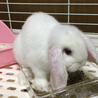 ホーランドロップイヤーの男の子　仔ウサギ