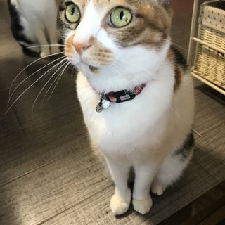 里親さん決定しました！