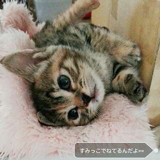 健康で性格よし　癒し系の　なごみちゃん　