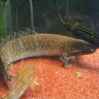 ポリプテルス二種里親募集