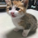 【至急】三毛の子猫 里親募集
