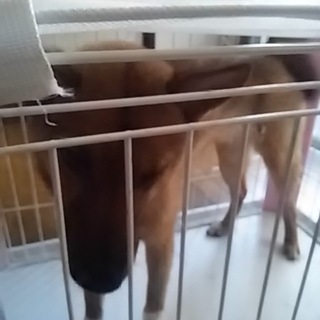 ９か月の雑種の中型犬のヤンチャな男の子