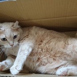 「てへぺろジェリー」サムネイル2