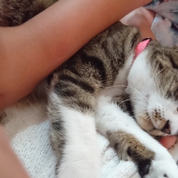 「てへぺろジェリー」サムネイル3