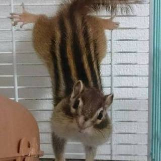 【急募】　シマリス　つがい