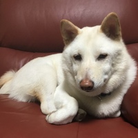 シロ