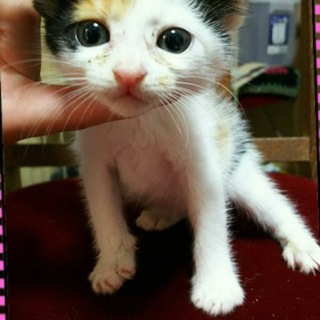 里親決定。三毛猫みこちゃん