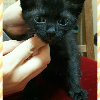 里親決定。黒猫くぅーちゃん