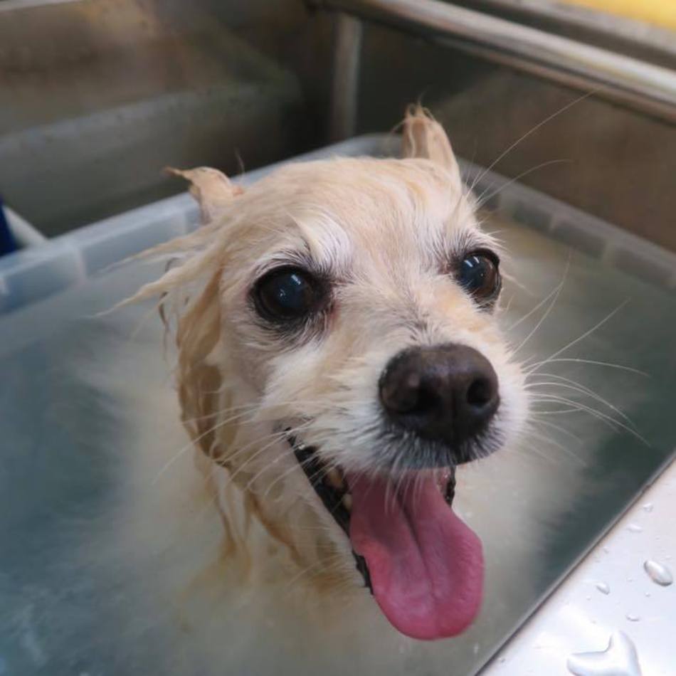 ココアのカバー写真