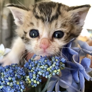 キジ白子猫ちゃん