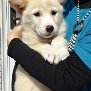 2～3カ月の子犬・・家族に迎えて下さい！！