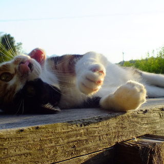 メス三毛猫1歳、スリムで毛並みがきれい