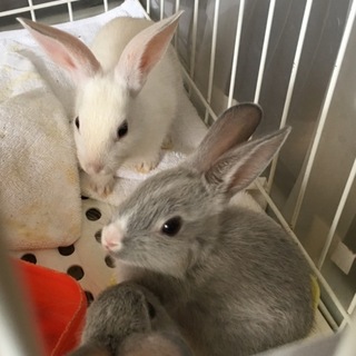 里親さん決定いたしました!ありがとうございました。