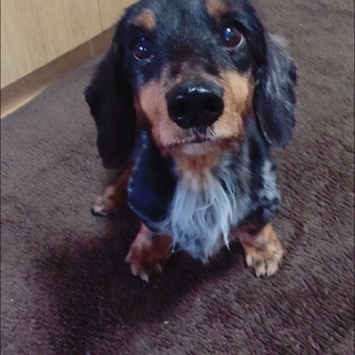 里親探してます